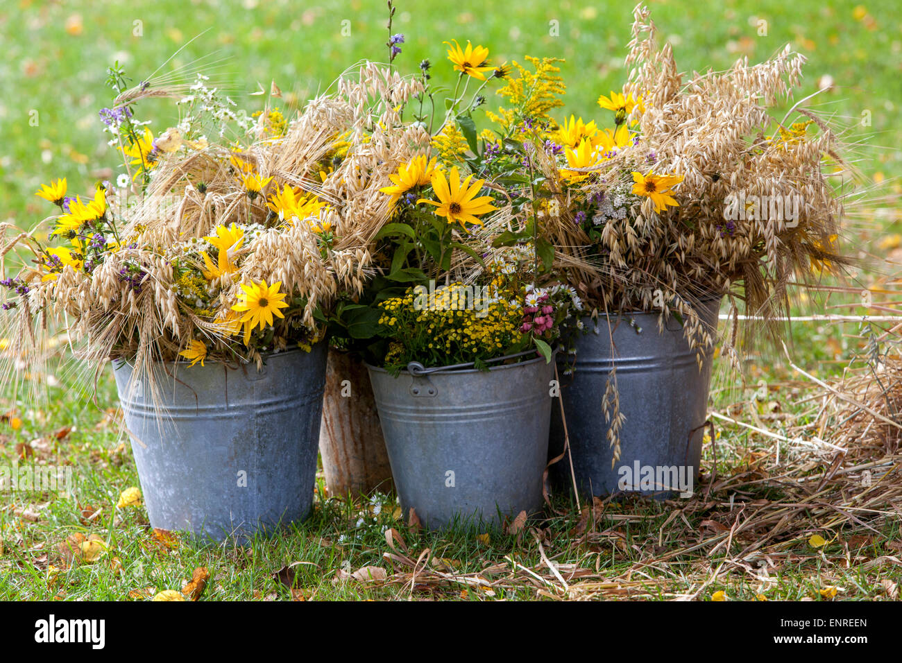 Herbstblumen in Eimern Stockfoto