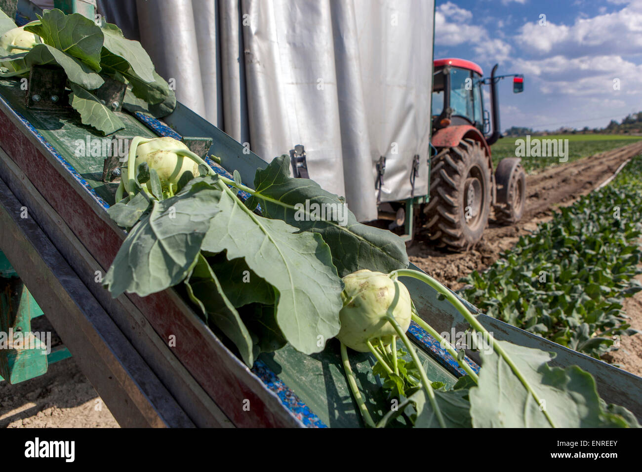 Kohlrabi Ernte Tschechische Republik Stockfoto