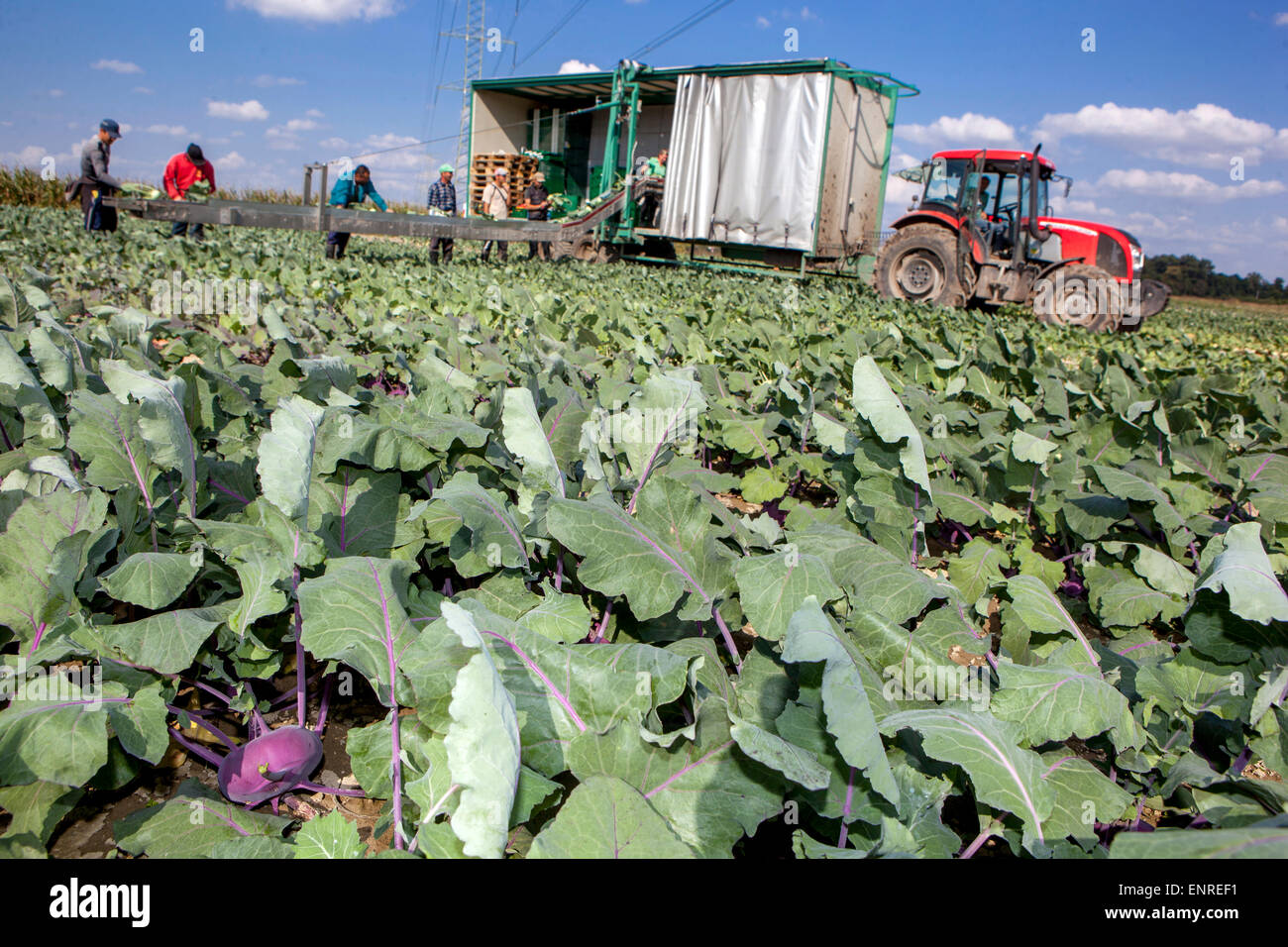 Kohlrabi Ernte Tschechische Republik Landwirt Stockfoto