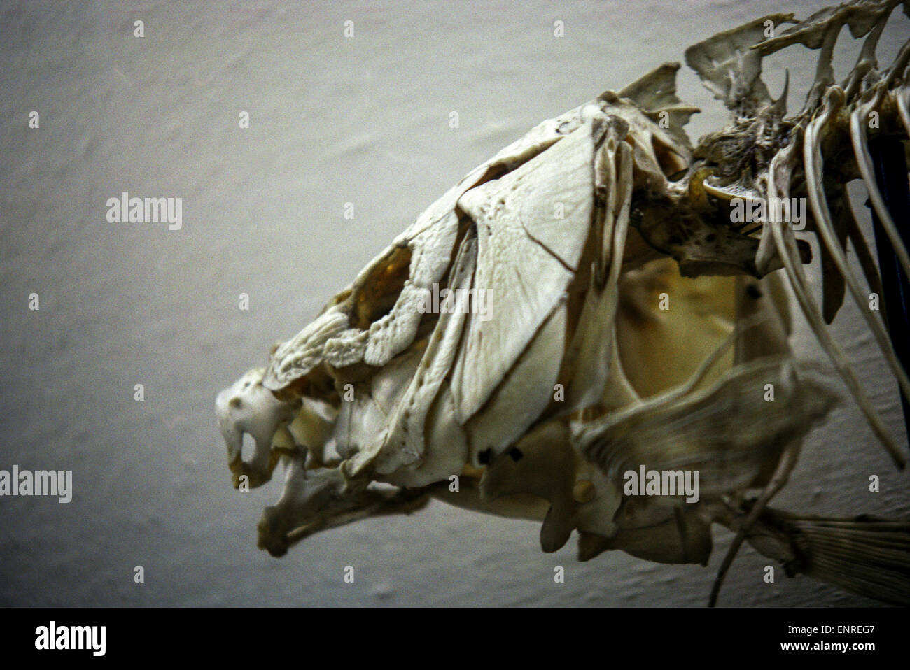 Skelett Fisch der Vorgeschichte Schädel Knochen im Nationalmuseum In Prag Tschechische Republik Stockfoto