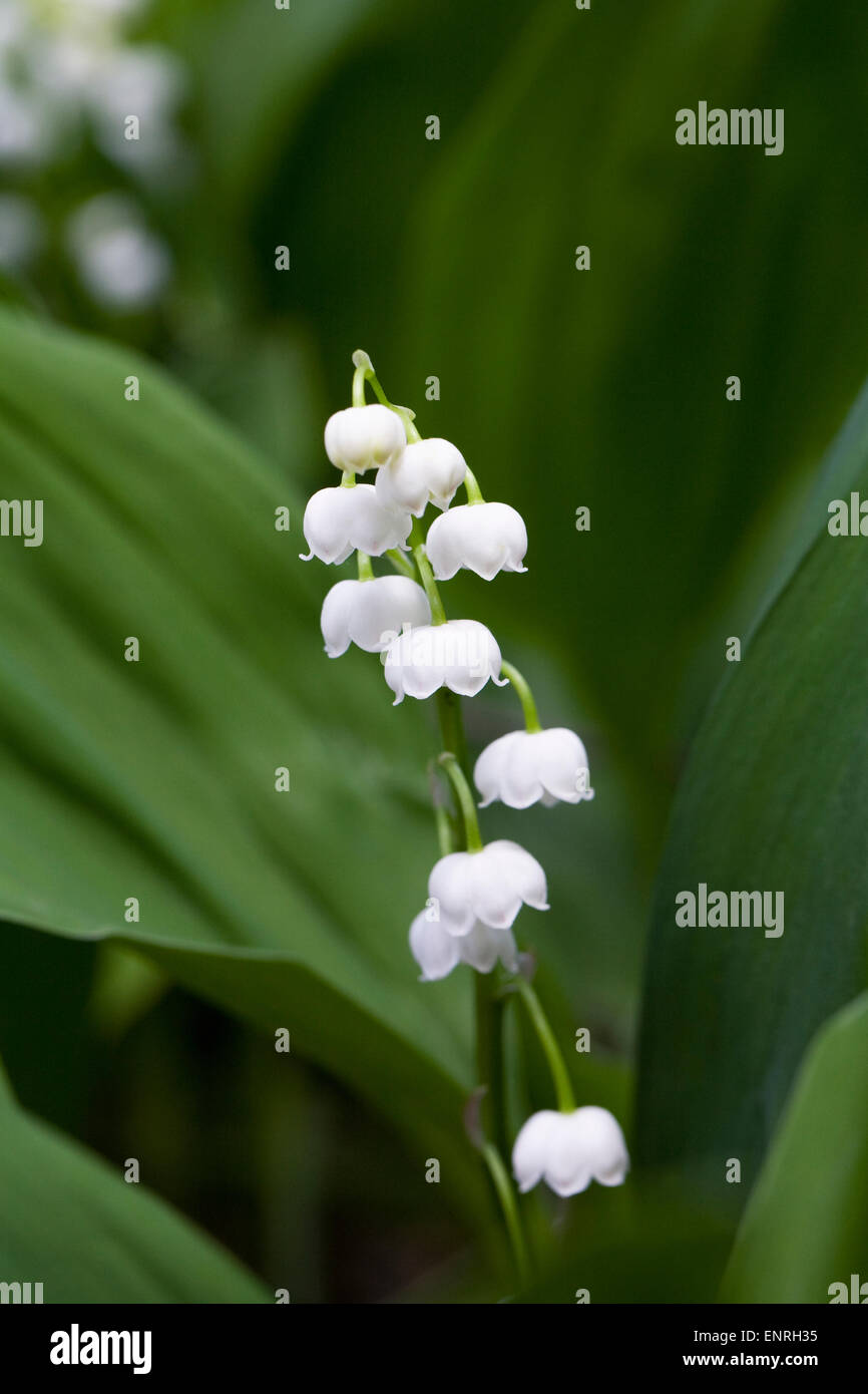 Convallariaarten Majalis. Glockenförmigen Blüten von Lily Of The Valley. Stockfoto