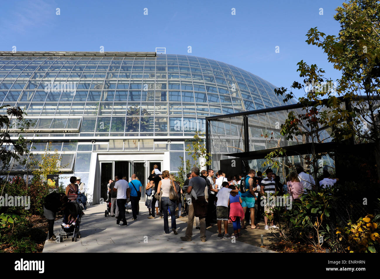 Grosses Gewächs, Zoo de Vincennes, Zoologischer Park von Paris, Frankreich Stockfoto