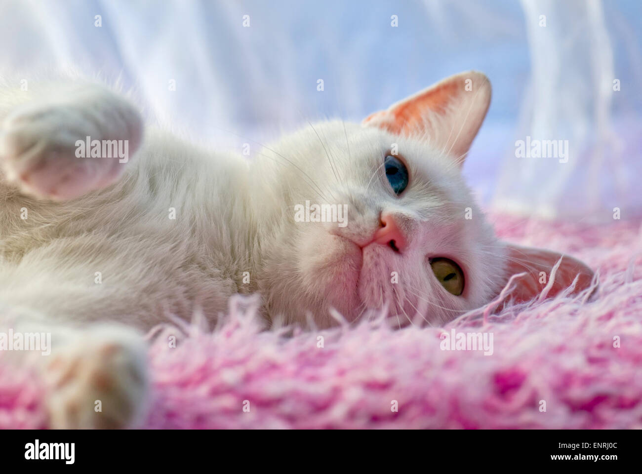 Weiße Katze vor einem rosa und blauen Hintergrund. Katze hat verschiedene farbige Augen, eine Bedingung bekannt als heterochromia Stockfoto