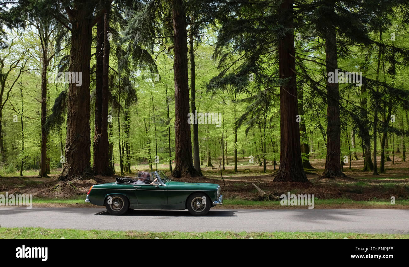 Eine klassische Sportwagen fahren vorbei an riesigen Bäumen im New Forest Nation Park Stockfoto