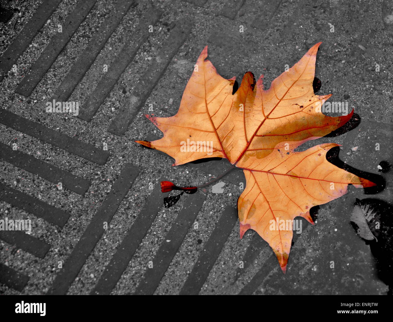 Blatt in einem Paddel Stockfoto