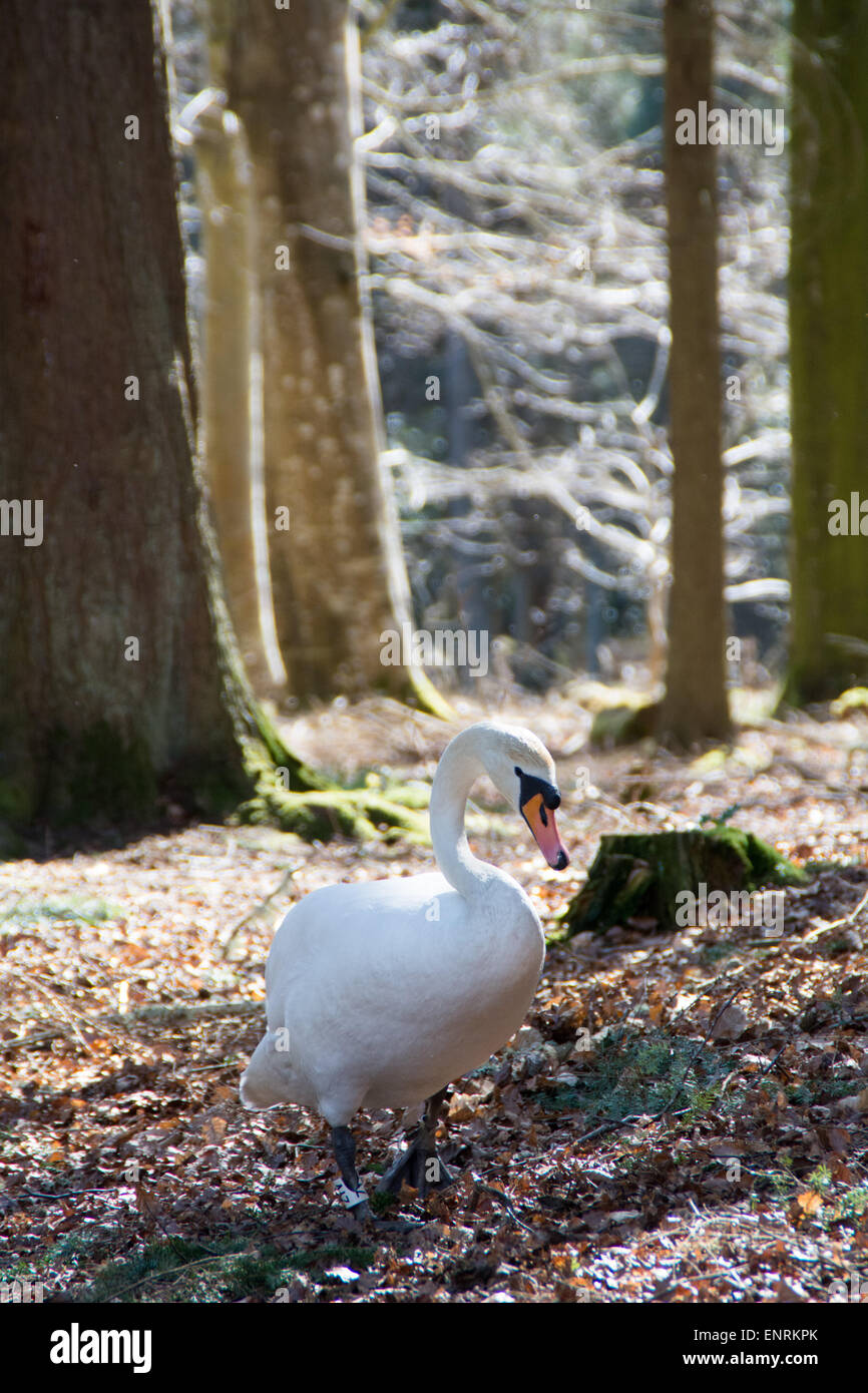 Schöner Schwan zu Fuß auf einem Pfad mit Bäumen im Hintergrund Stockfoto
