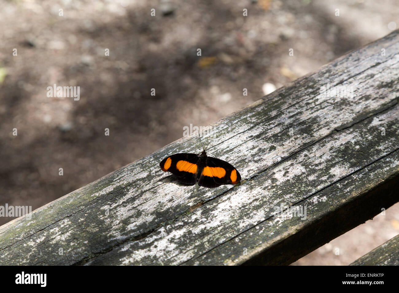 Catonephele Sabrina Schmetterling. Oberseits der Flügel ist dunkel braun, breiten orange Bänder auf der Vorderflügel und die Hinterflügel. Stockfoto