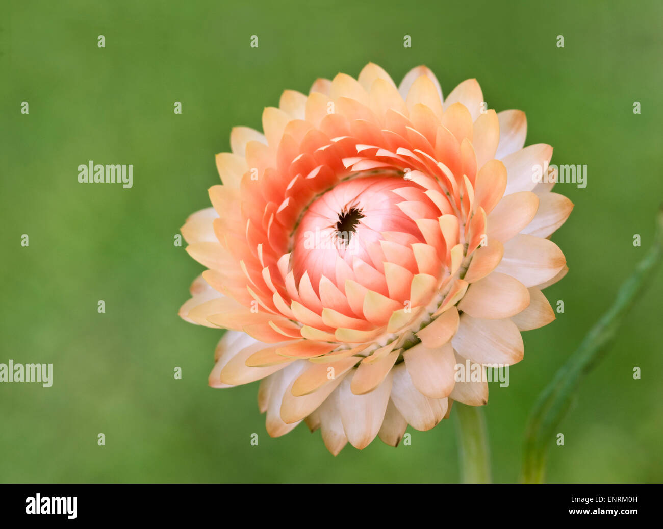 Strawflower - Helichrysum bracteatum Stockfoto