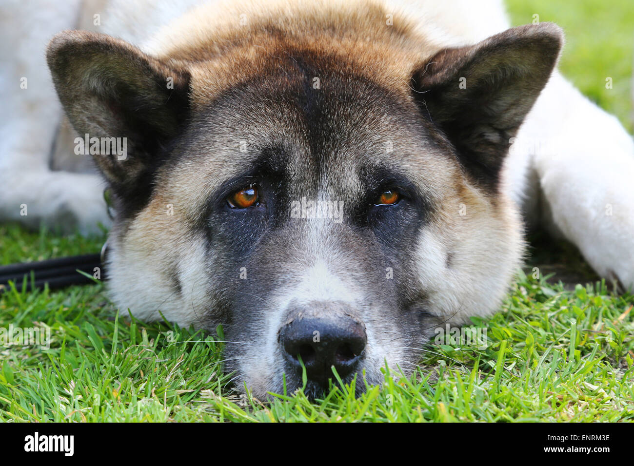 London, UK. 10. Mai 2015. Kayla den japanischen Akita am alle Hunde Angelegenheit große Hampstead bellen aus Dog Show 2015, Hampstead Heath, London zugunsten der Suche nach Wohnungen für Rettungshunde. Die Hundeausstellung wirkt die besten Rettungshunde, die beste Oldie und nettesten Hunde finden wird durch eine Reihe von Promi-Jury beurteilt und wirft brauchte viel Geld für die Nächstenliebe. Bildnachweis: Paul Brown/Alamy Live-Nachrichten Stockfoto