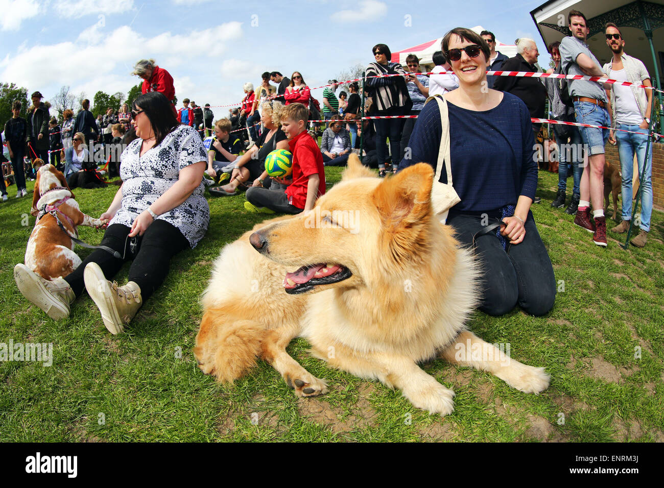 London, UK. 10. Mai 2015. Alle Hunde Angelegenheit große Hampstead bellen aus Dog Show 2015, Hampstead Heath, London zugunsten der Suche nach Wohnungen für Rettungshunde. Die Hundeausstellung wirkt die besten Rettungshunde, die beste Oldie und nettesten Hunde finden wird durch eine Reihe von Promi-Jury beurteilt und wirft brauchte viel Geld für die Nächstenliebe. Bildnachweis: Paul Brown/Alamy Live-Nachrichten Stockfoto