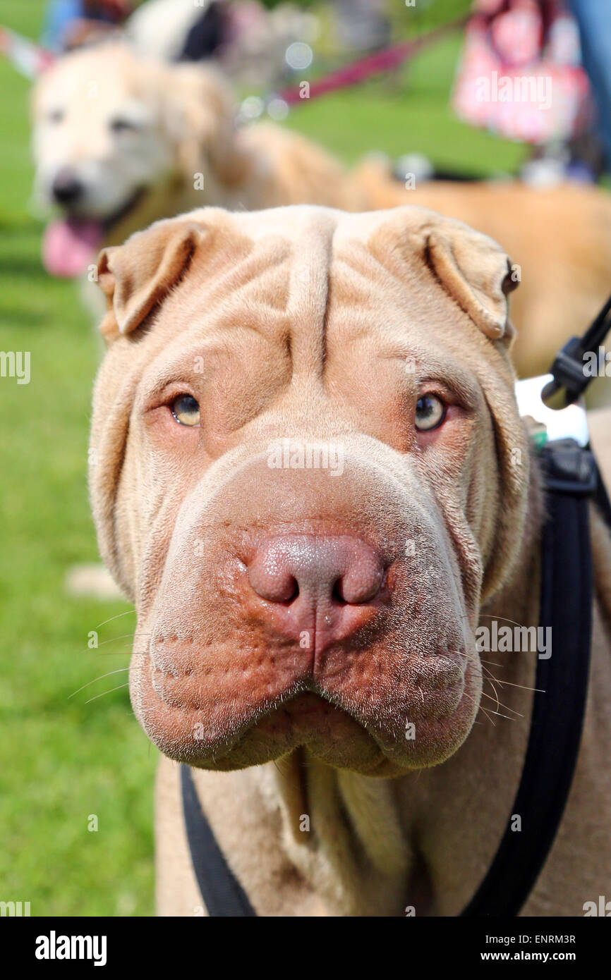 London, UK. 10. Mai 2015. Sunny der Shar-Pei auf der alle Hunde Angelegenheit große Hampstead bellen aus Dog Show 2015, Hampstead Heath, London zugunsten der Suche nach Wohnungen für Rettungshunde. Die Hundeausstellung wirkt die besten Rettungshunde, die beste Oldie und nettesten Hunde finden wird durch eine Reihe von Promi-Jury beurteilt und wirft brauchte viel Geld für die Nächstenliebe. Bildnachweis: Paul Brown/Alamy Live-Nachrichten Stockfoto