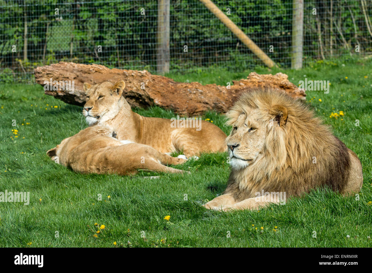 Longleat Safaripark, Longleat, Wiltshire, UK. 10. Mai 2015. Ein Blick auf einige der am stärksten gefährdeten, vom Aussterben bedrohte Tiere-African Lion: Status gefährdet. möglichst wenige bleiben als 30.000-35.000 in freier Wildbahn heute Stockfoto