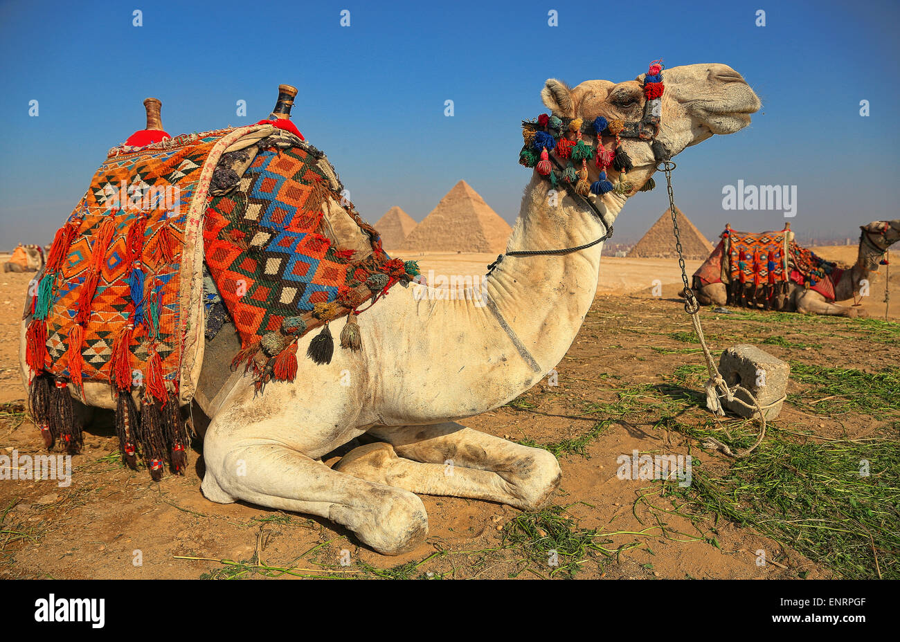 Kamel durch die Pyramide von Gizeh. Stockfoto