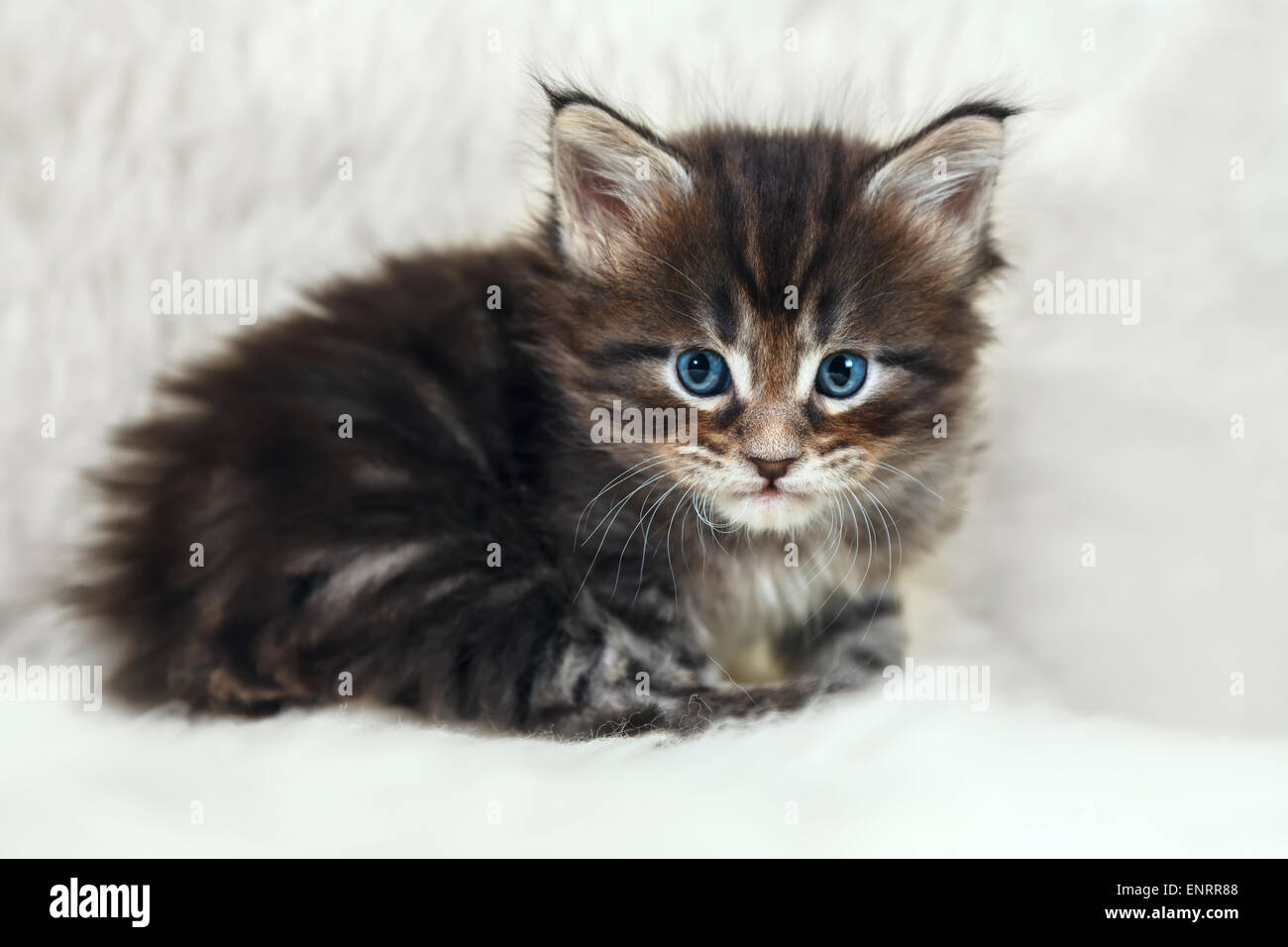 Kleine Graue Maine Coon Kitten Mit Blauen Augen Posiert Auf