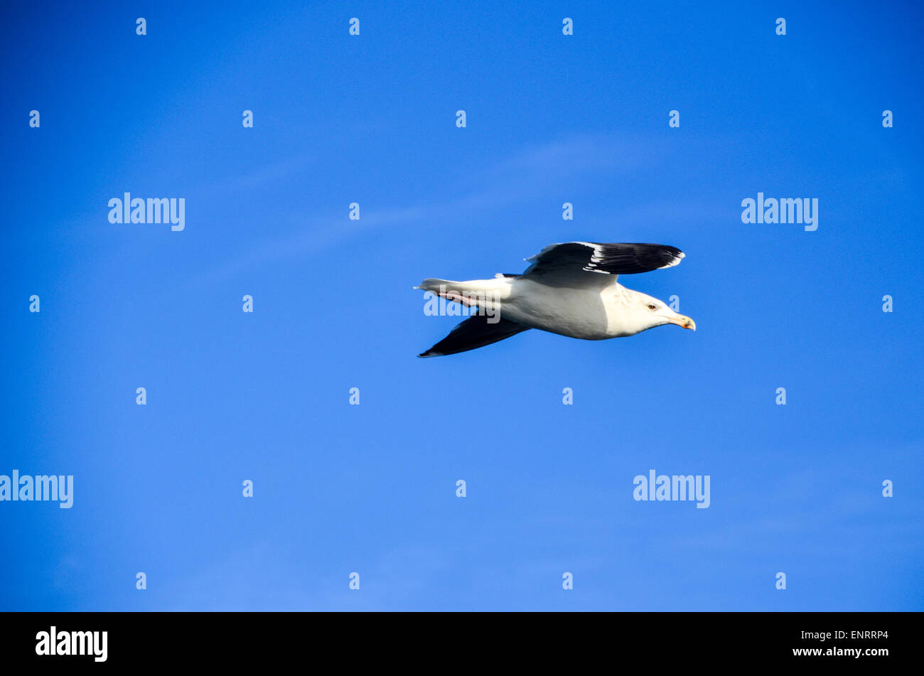 Möwen fliegen in den Hafen von Rotterdam mit blauem Himmelshintergrund Stockfoto