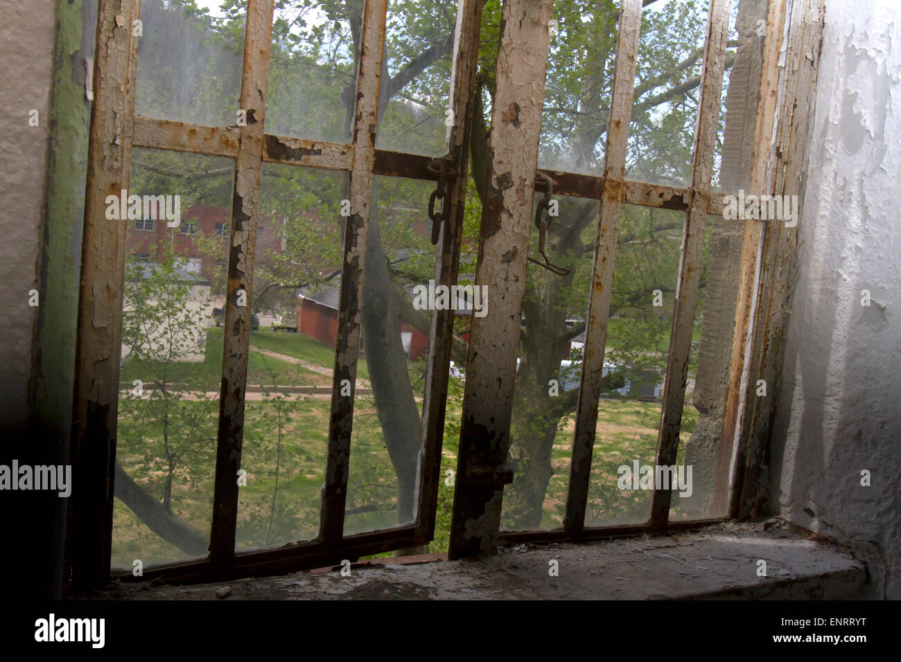 Baum wächst vor Fenster von Fäulnis, alte Gebäude. Stockfoto