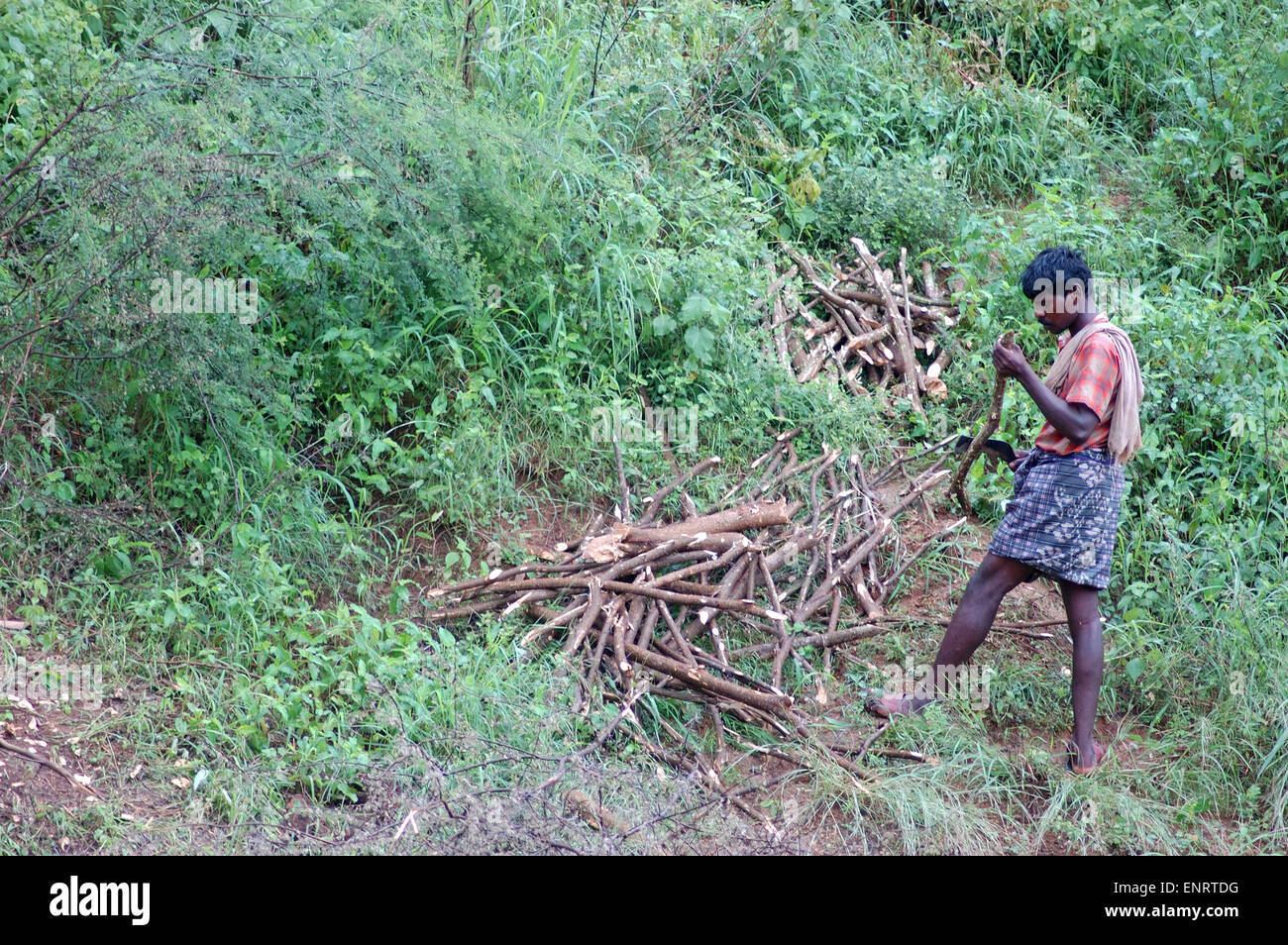 TAMIL NADU, Indien, circa 2009: unbekannter Mann sammelt Feuerholz, circa 2009 in Tamil Nadu, Indien. Stockfoto