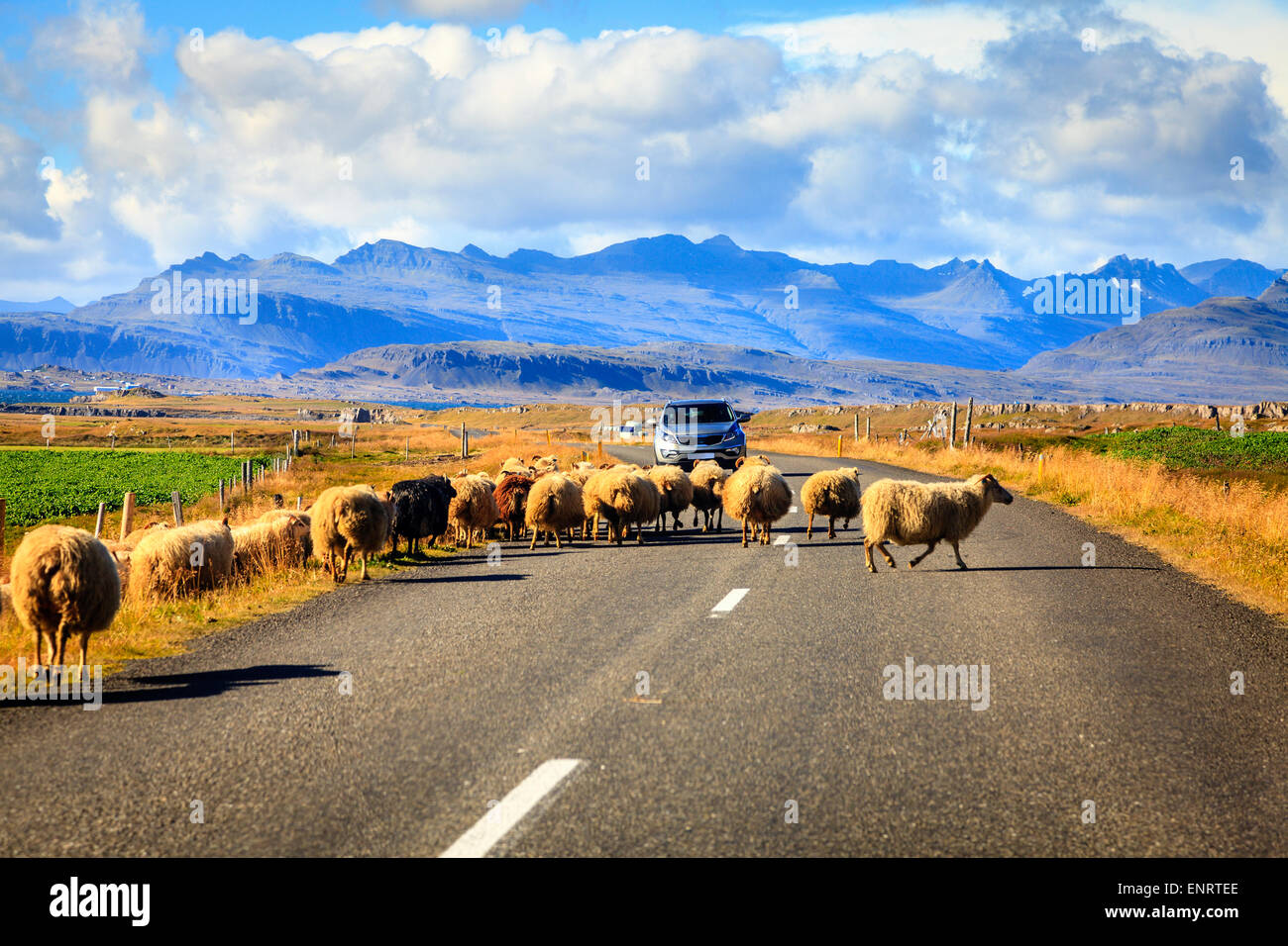 Herde von Schafen kreuzt Highway Nr. 1 (Ringstraße) im Süden Islands Stockfoto