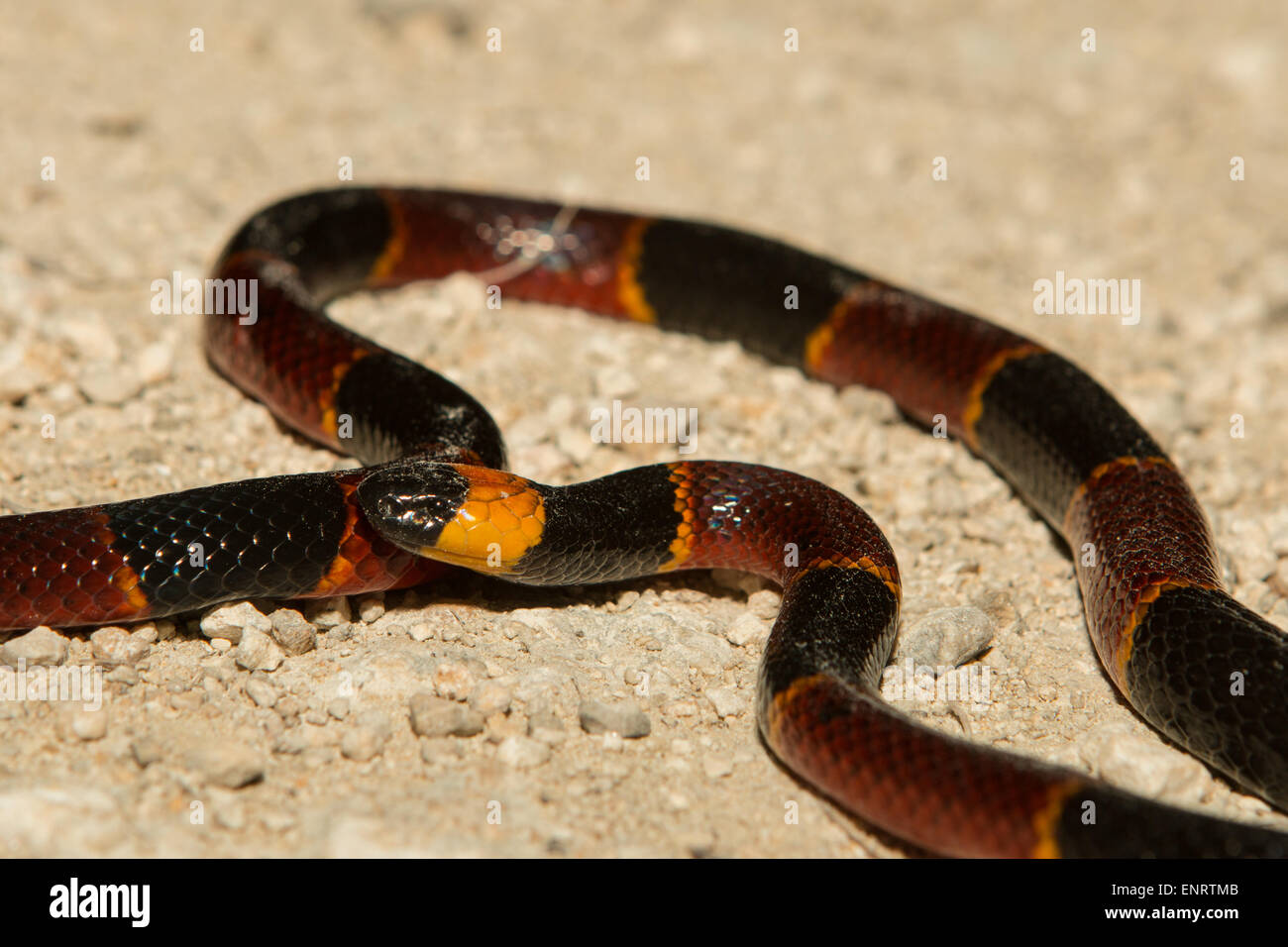 Nahaufnahme von einem östlichen Korallenschlange Stockfoto