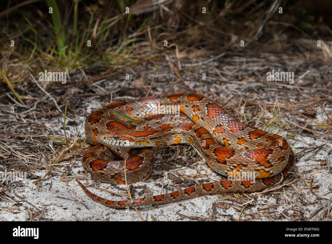 Kornnatter von Okeechobee County, FL - Pantherophis guttatus Stockfoto