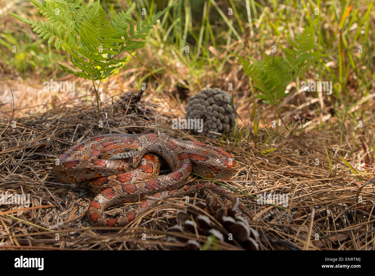 Kornnatter von Okeechobee County, FL - Pantherophis guttatus Stockfoto