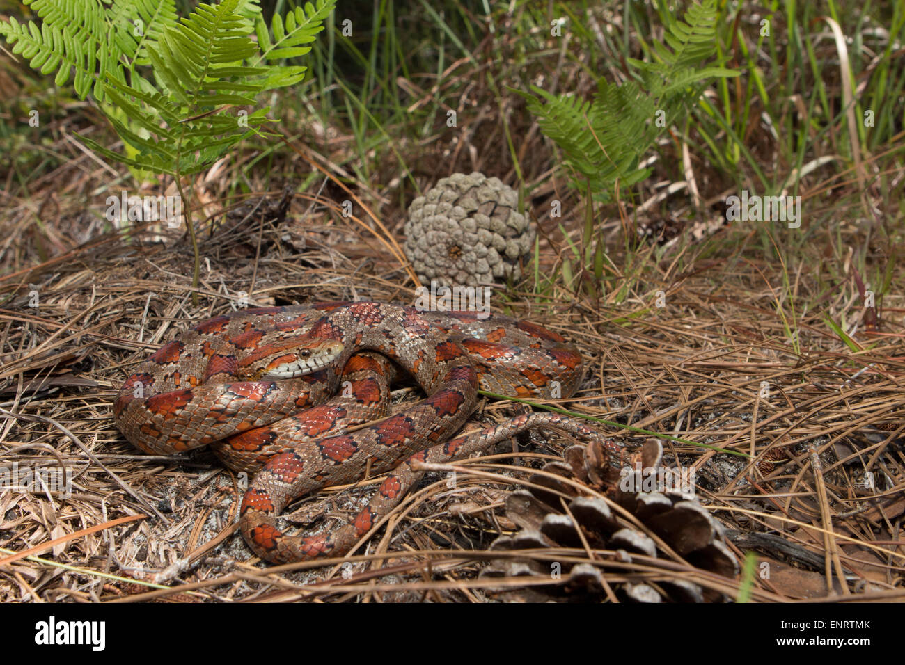 Kornnatter, Okeechobee County FL - Pantherophis guttatus Stockfoto