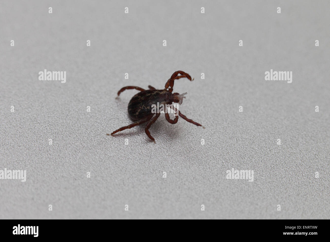 American Dog tick (Dermacentor Variabilis) - USA Stockfoto