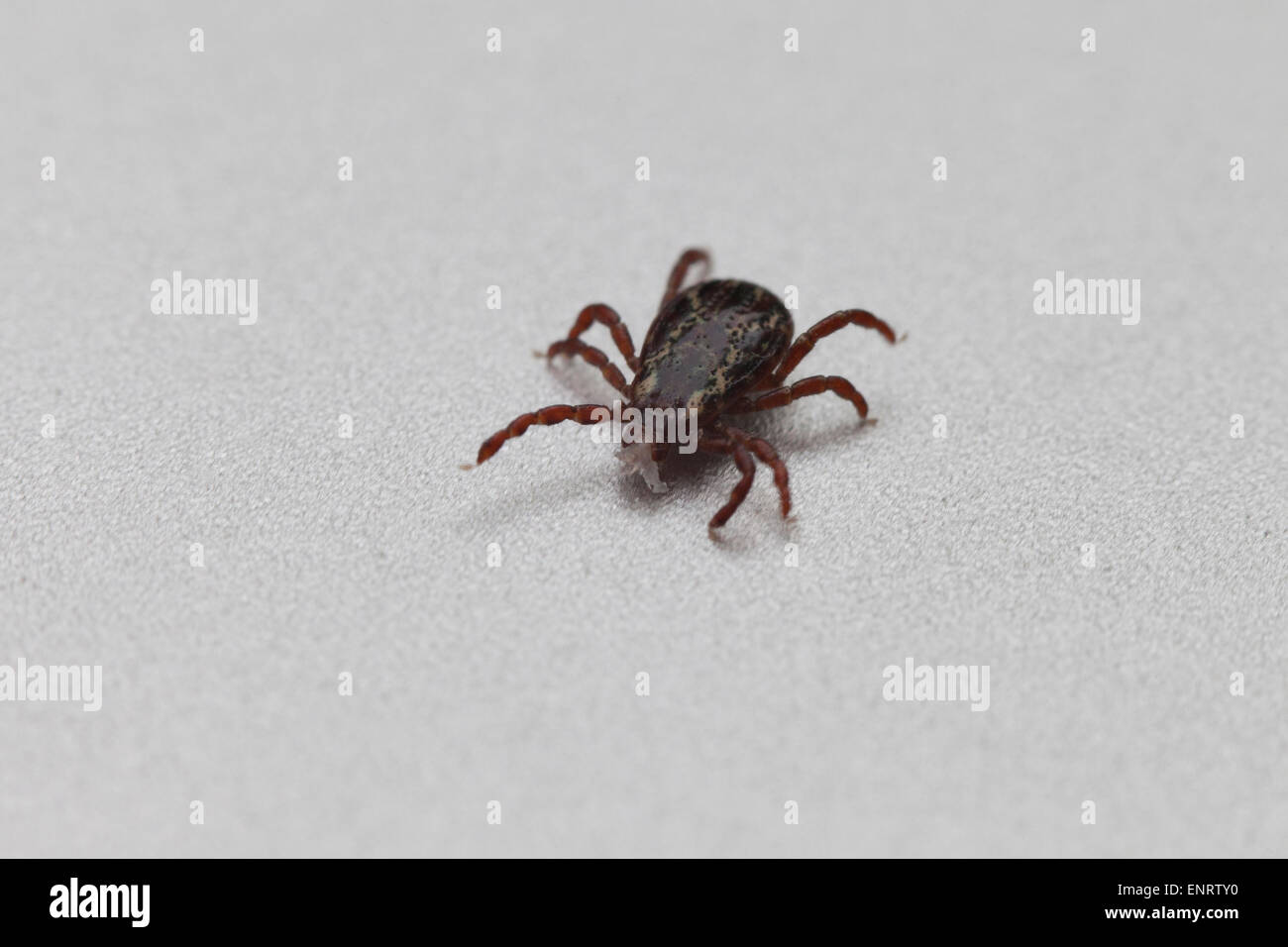 American Dog tick (Dermacentor Variabilis) - USA Stockfoto