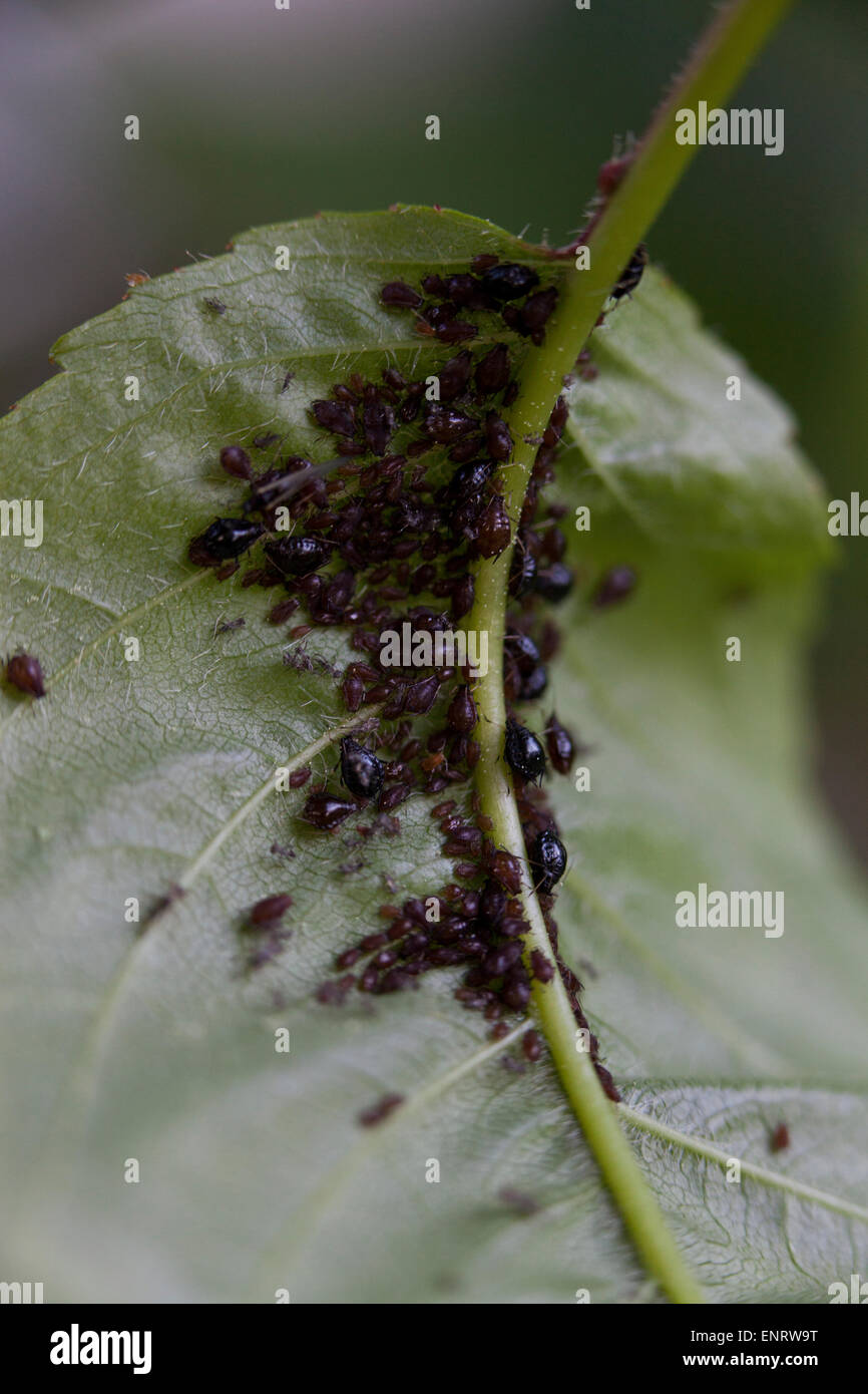 Black Cherry Blattlaus (Myzus Cerasi) Kolonie auf Blatt - Maryland USA Stockfoto