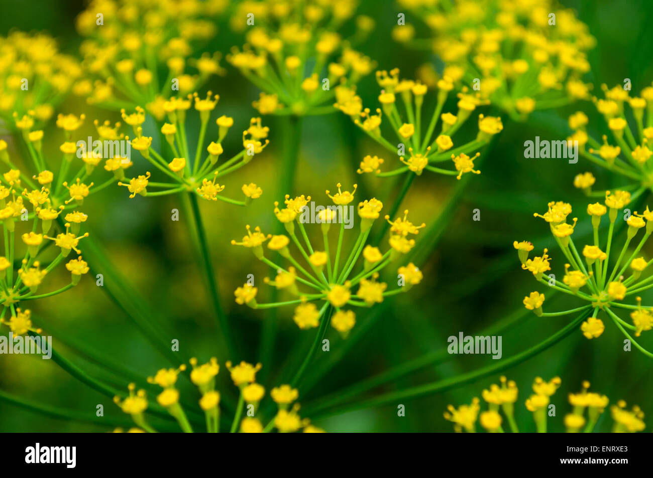 Fenchel-Blume auf einem grünen Hintergrund. Blume der Dill. Stockfoto