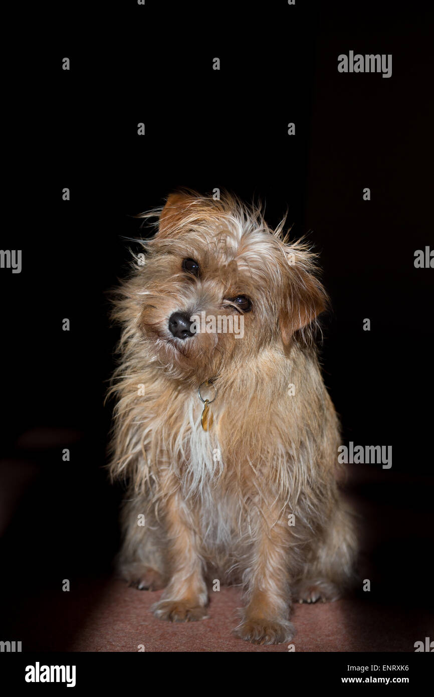 Aufmerksame sitzen terrier Stockfoto