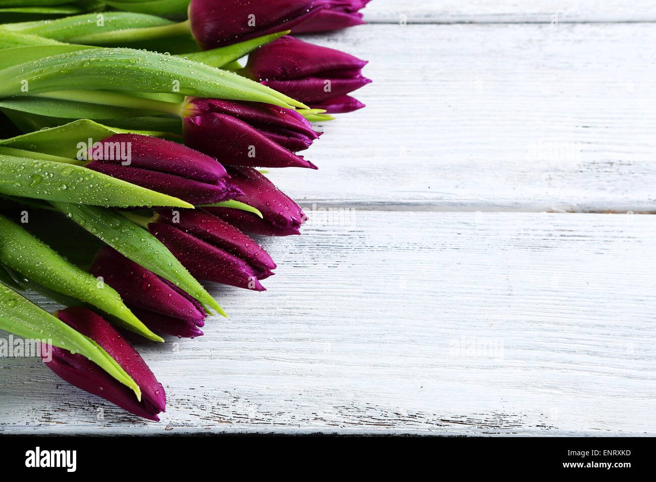 Tulpen auf Whiteboards, Blumen Stockfoto