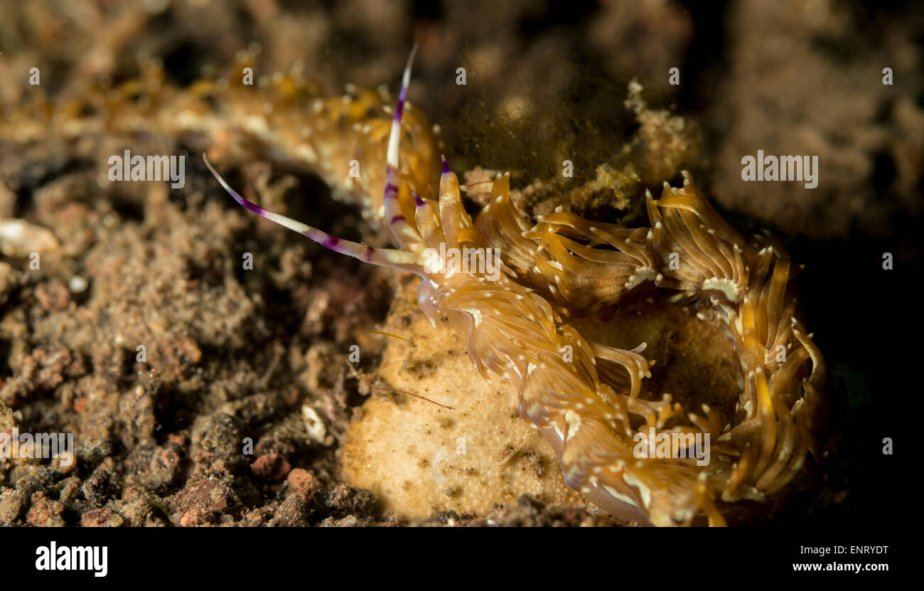 Schlange Nacktschnecken auf dem Meeresboden Stockfoto