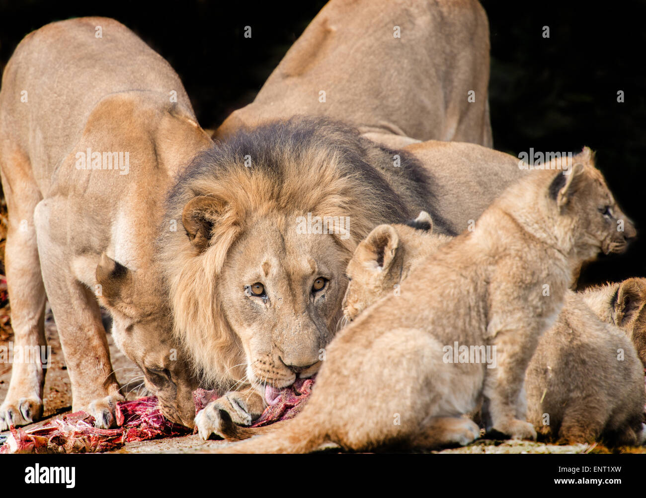 Löwe nahrung -Fotos und -Bildmaterial in hoher Auflösung – Alamy