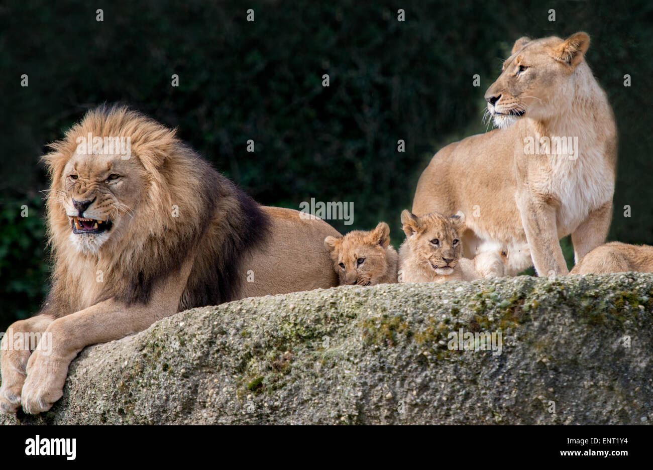 Lowenfamilie Stockfotografie Alamy