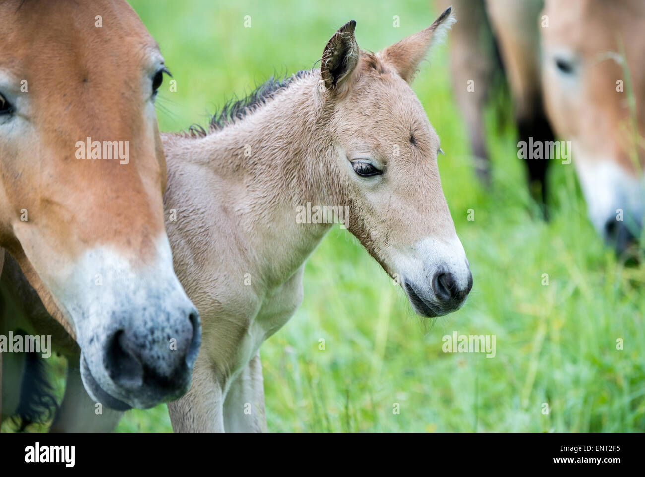 Przewalski Pferd mit jungen Fohlen Stockfoto