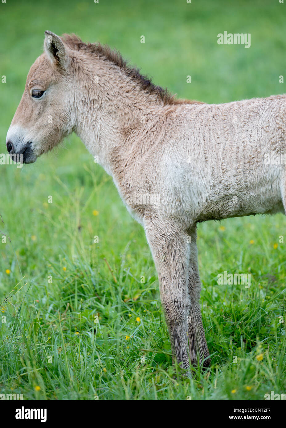Pferdefohlen auf der grünen Wiese Stockfoto