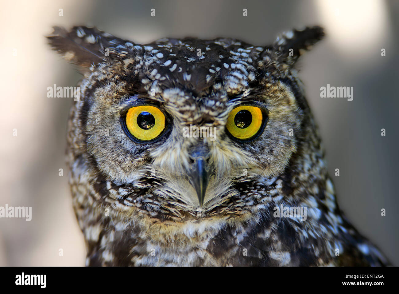 Gefleckte Uhu (Bubo Africanus), Erwachsener, Südafrika Stockfoto