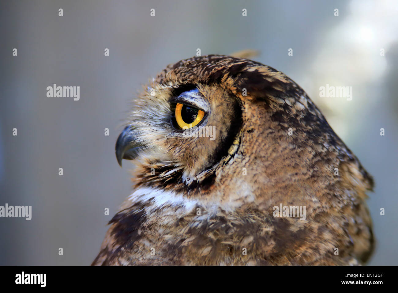 Gefleckte Uhu (Bubo Africanus), Erwachsener, Südafrika Stockfoto