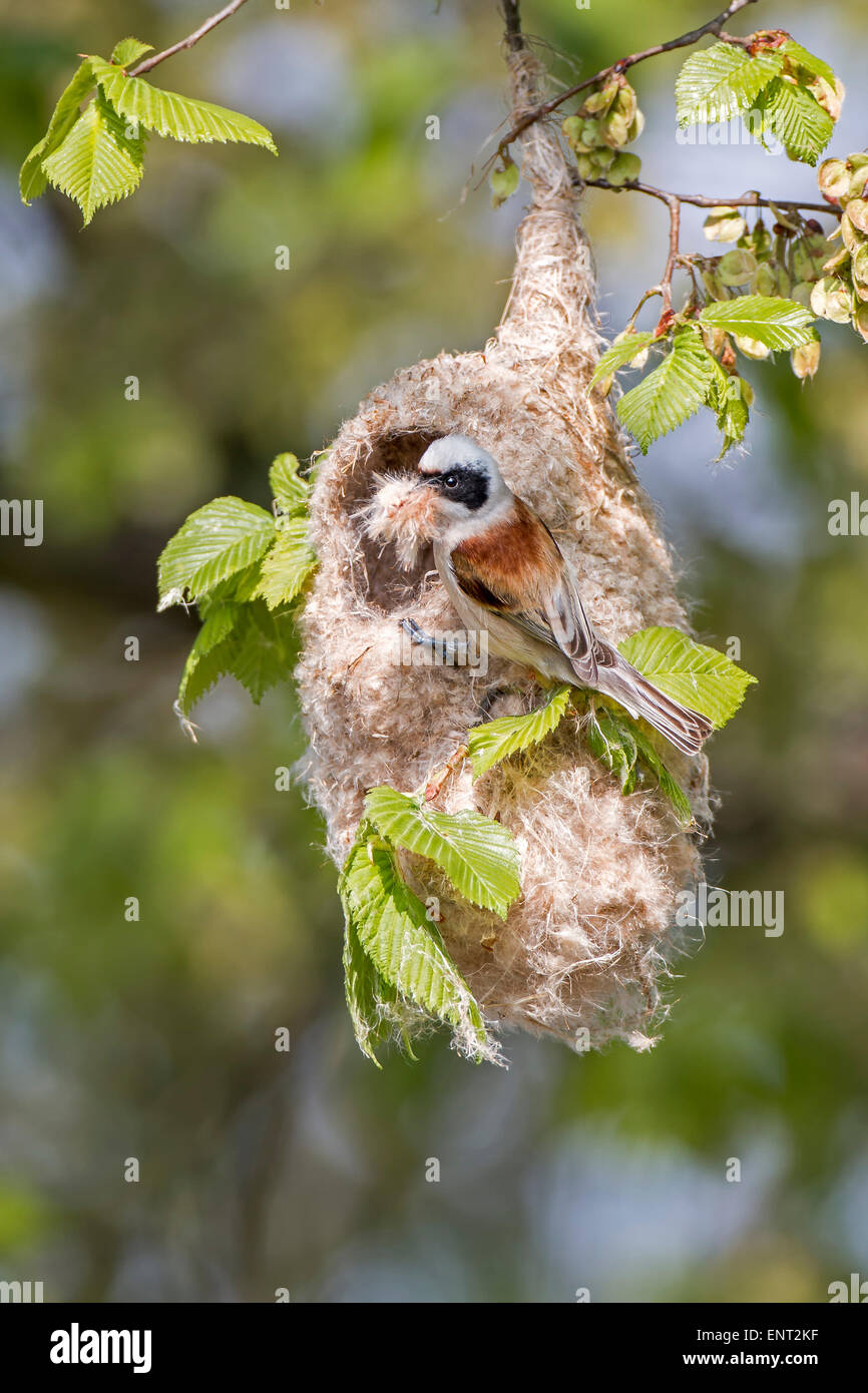 Beutelmeise (Remiz Pendulinus), nisten, hängende Nest, mittlere Elbe-Biosphärenreservat, Sachsen-Anhalt, Deutschland Stockfoto