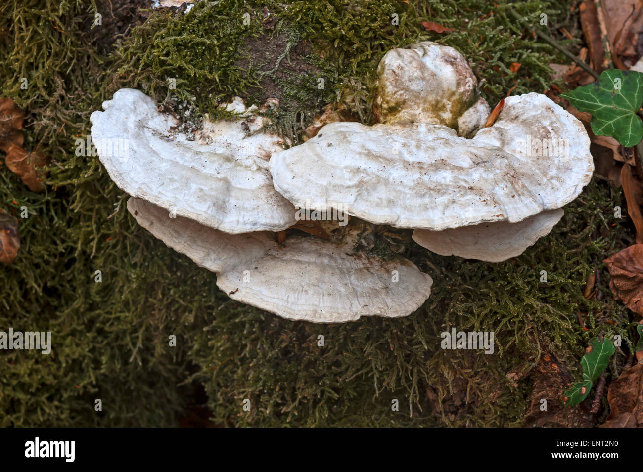 Zunderschwamm (Zündstoff Fomentarius) an einem moosigen Baumstamm, Bayern, Deutschland Stockfoto