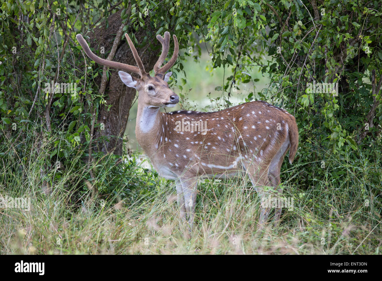 Spotted Hirsch auch bekannt als Chital, Achse Achse, Sri Lanka. Stockfoto