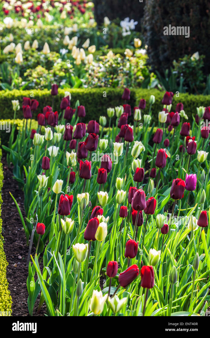 Tulpen auf der Terrasse im Bowood House in Wiltshire. Stockfoto