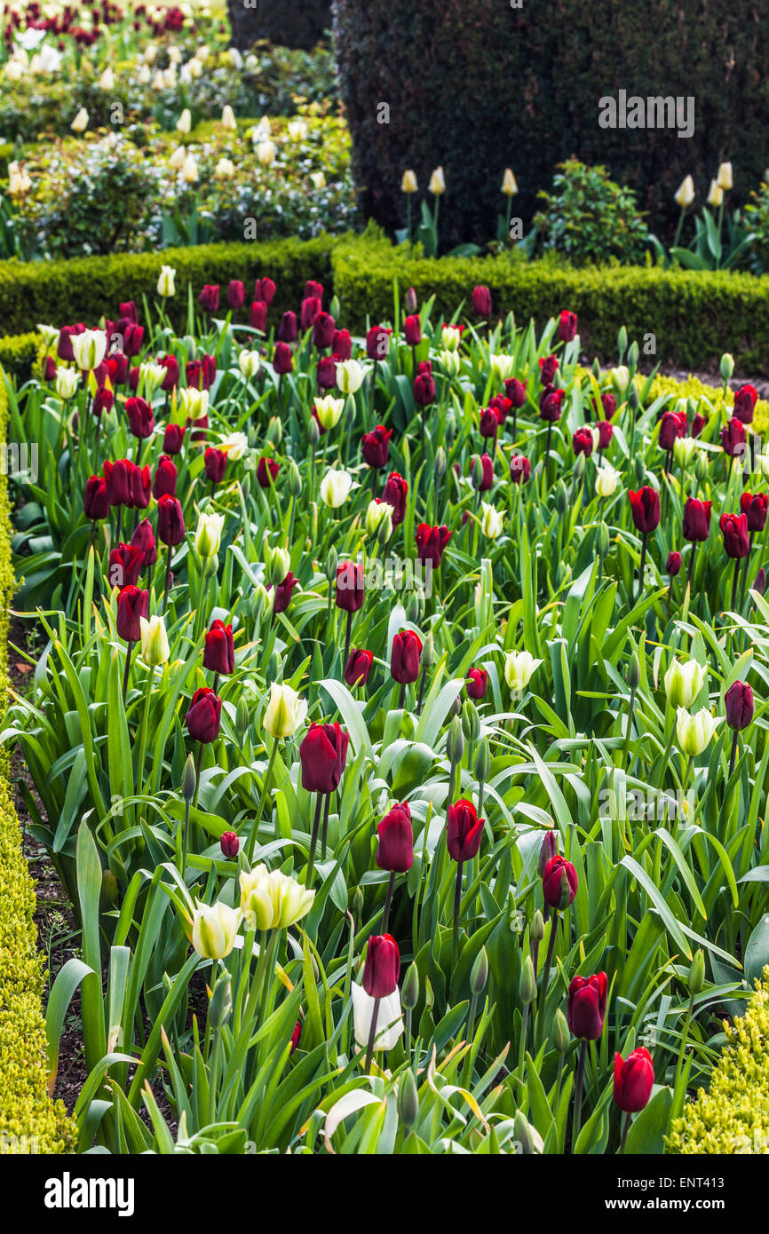 Tulpen auf der Terrasse im Bowood House in Wiltshire. Stockfoto