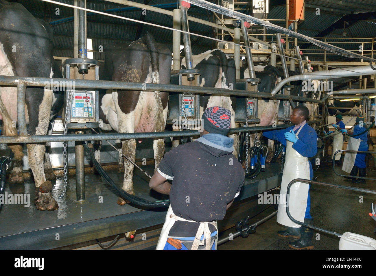 Kühe auf einer intensiven Milchviehbetrieb Stockfoto