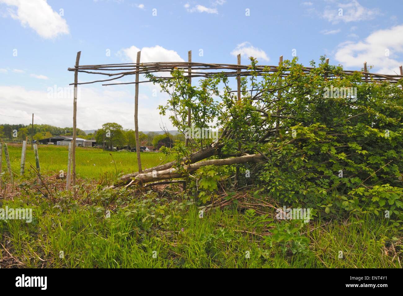Eine traditionell verlegten Hecke in Sussex Zweige sind halb-Schnitt durch und entspannt diagonal, eine starke dichte Hecke zu produzieren - Dies ist für ein Jahr gelegt Stockfoto