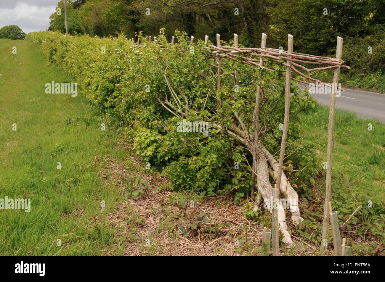 Eine traditionell verlegten Hecke in Sussex Zweige sind halb-Schnitt durch und entspannt diagonal, eine starke dichte Hecke zu produzieren - Dies ist für ein Jahr gelegt Stockfoto