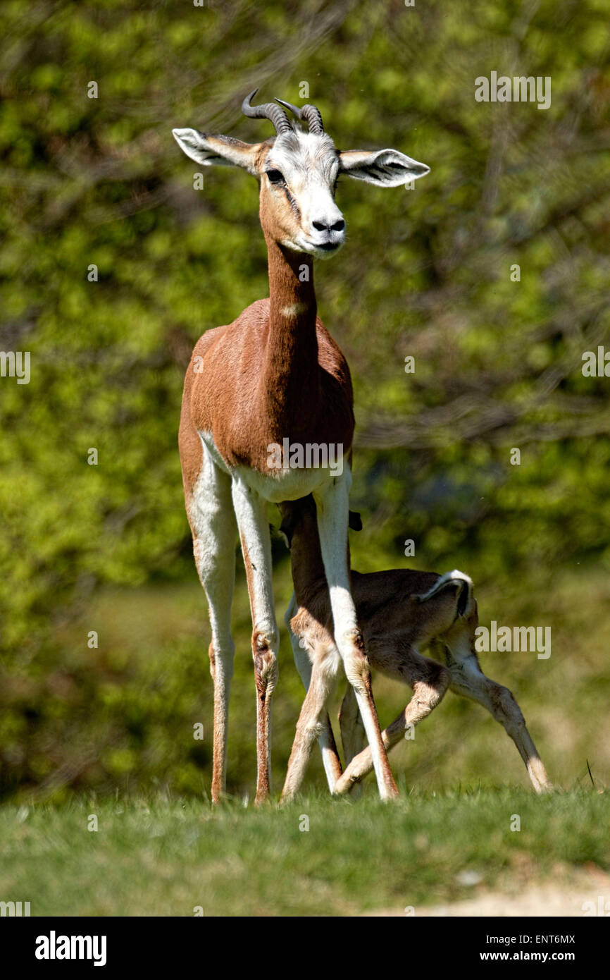 Dama Gazelle (Gazelle Dama) Jungen füttert Stockfoto