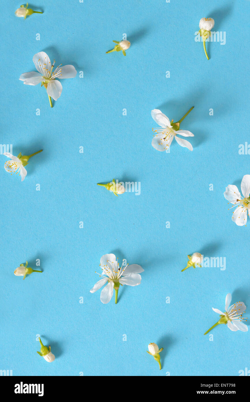 weißen Kirschblüten auf blauem Hintergrund, abstrakt Stockfoto