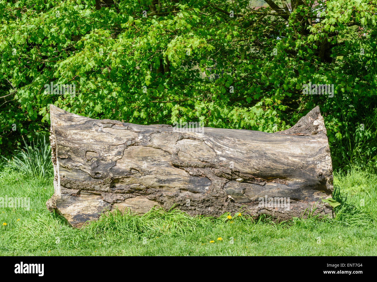 Teil des einen großen Baumstamm auf dem Rasen in einem Park. Stockfoto